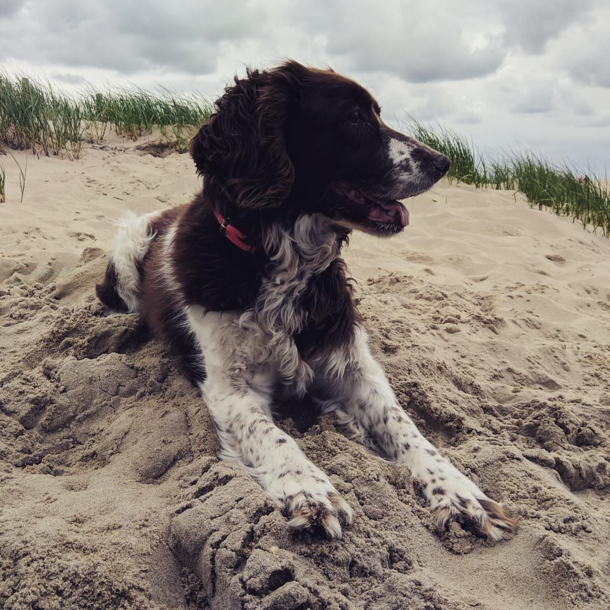 Lieve lady, mijn hondenkindje…
